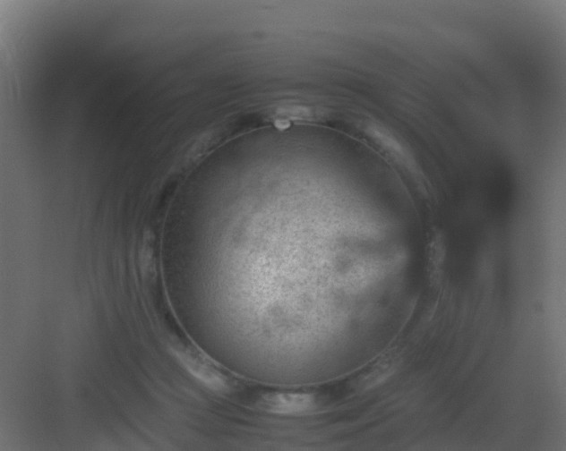 X0000082990361200702081840