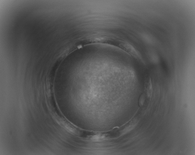 X0000082990366200702081840