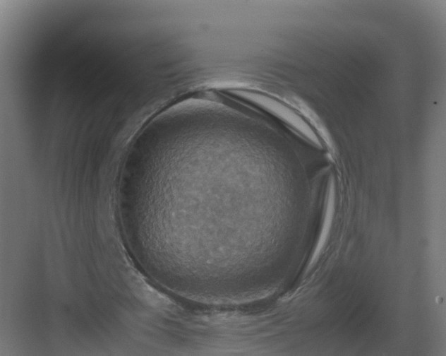 X0000082990385200702081840