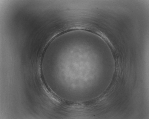 X0000082990386200702081840