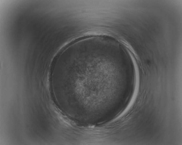 X0000082990387200702081840