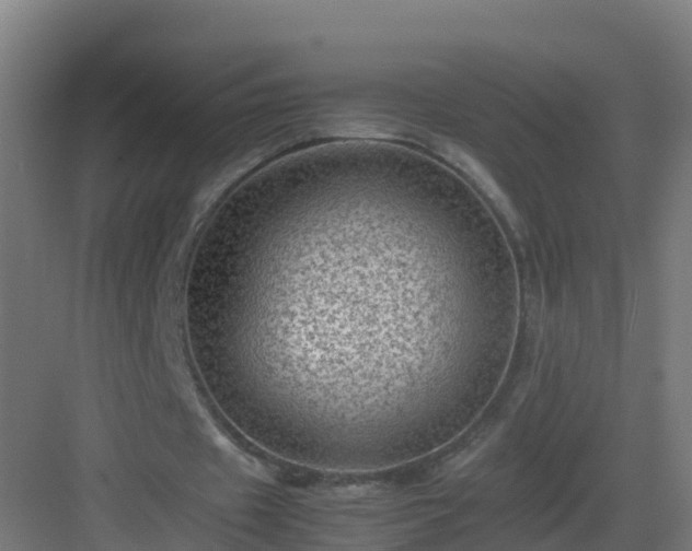 X0000082990433200702081838