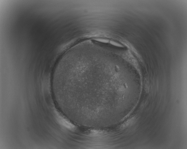 X0000082990442200702081838