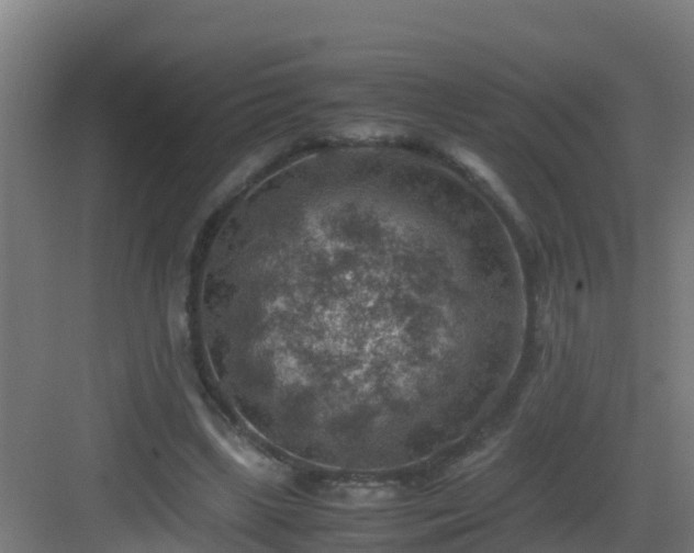 X0000082990443200702081838