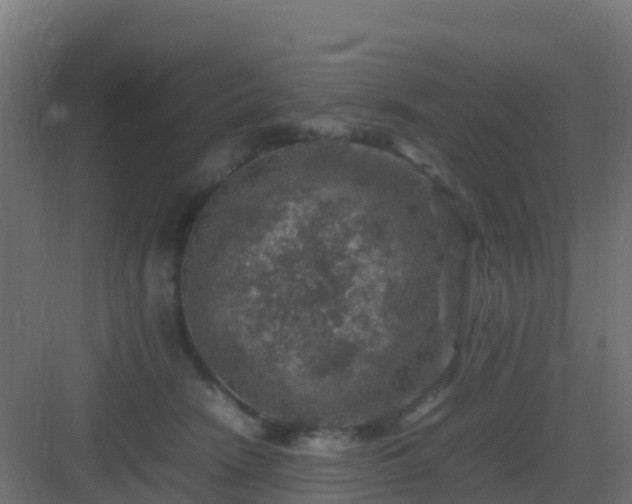 X0000082990466200702081839