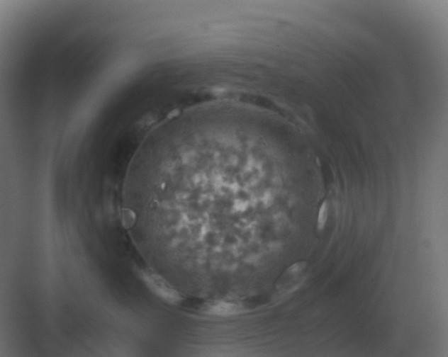 X0000082990527200702081837