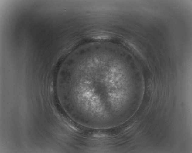 X0000082990547200702081837