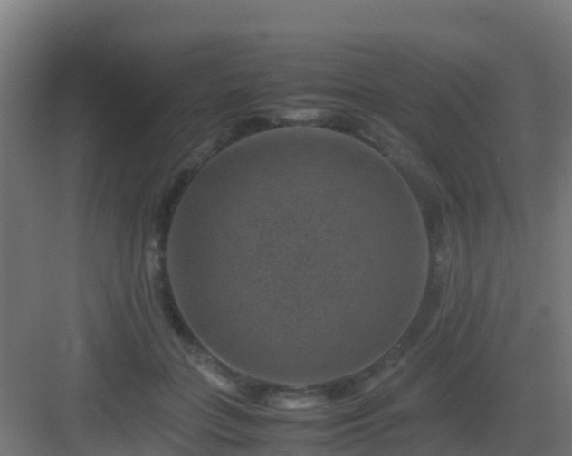 X0000082990555200702081837