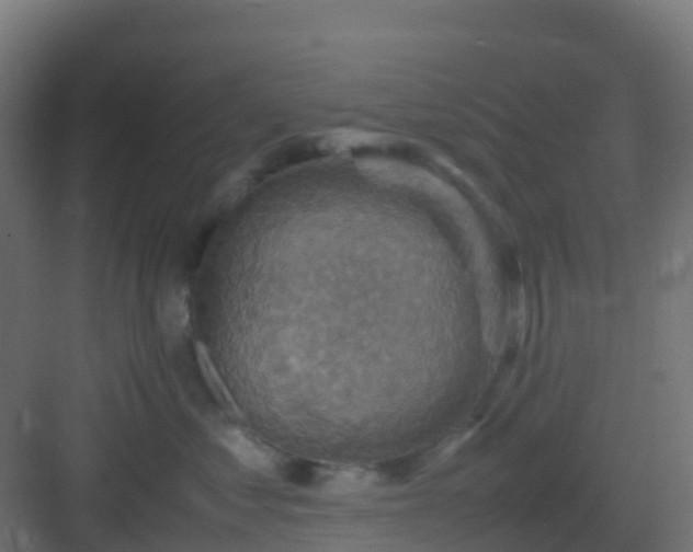 X0000082990621200702081836