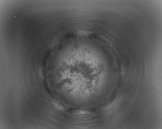 X0000082990663200702081836