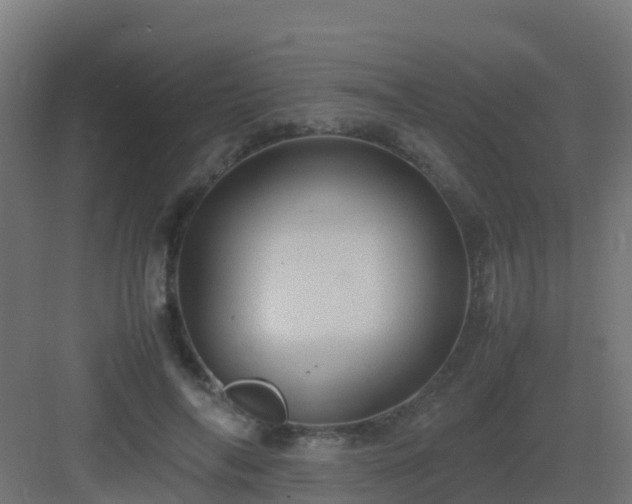 X0000082990694200702081835