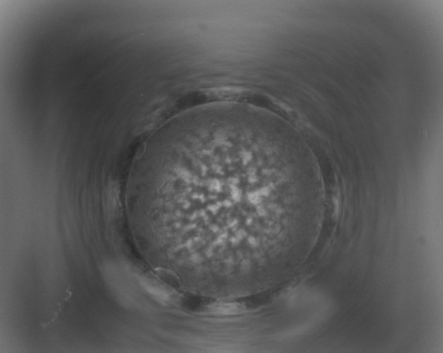 X0000082990711200702081834