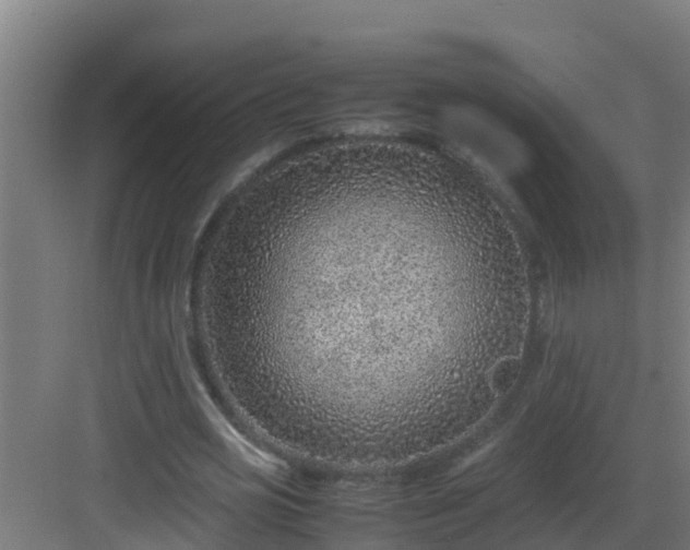 X0000082990725200702081833