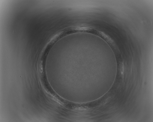 X0000082990731200702081834