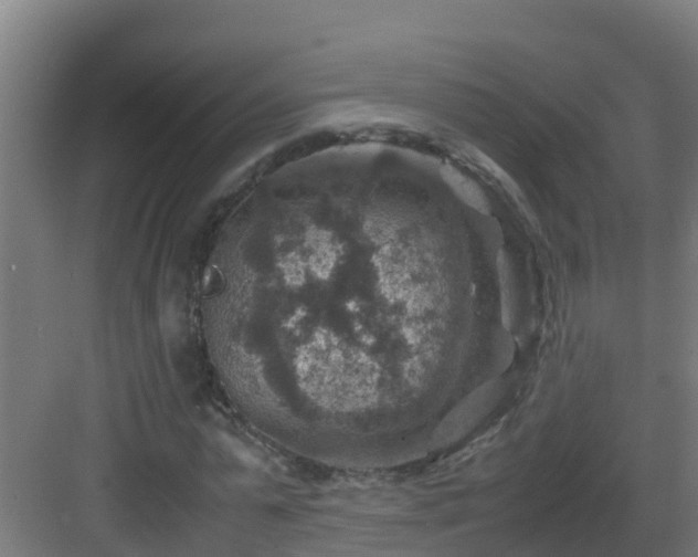 X0000082990775200702081833