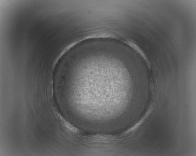 X0000082990781200702081833