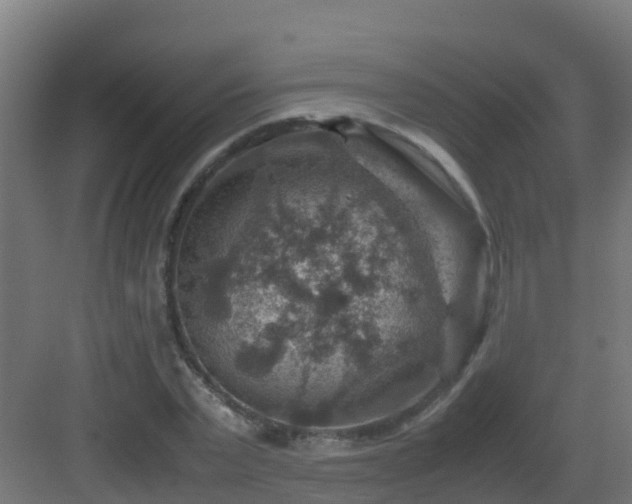 X0000082990783200702081833