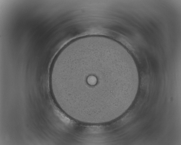 X0000082990836200702081832