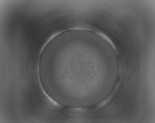 X0000082990855200702081832