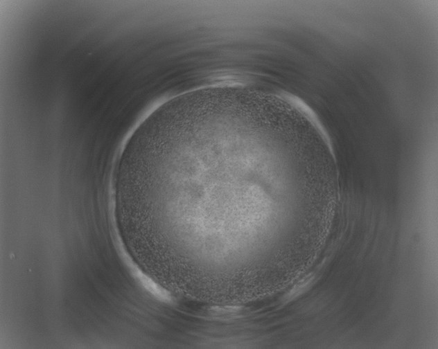 X0000082990859200702081833