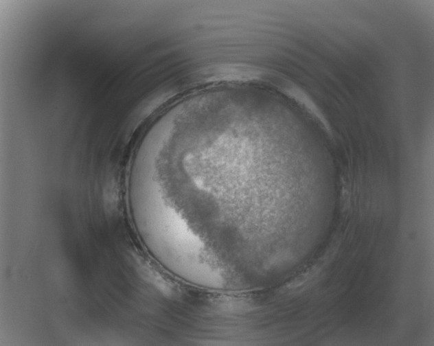 X0000082990874200702081831