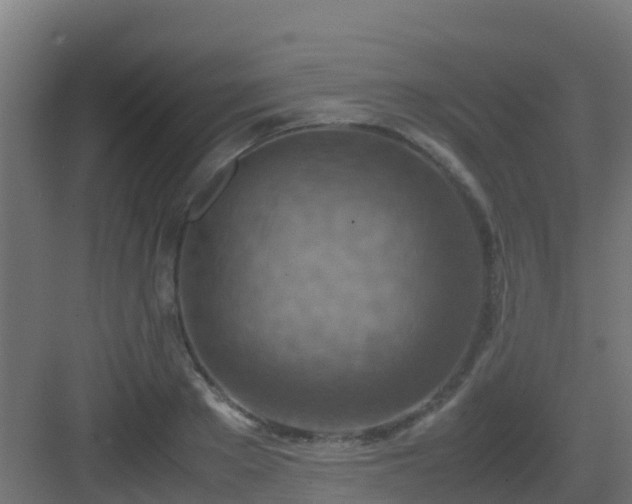 X0000082990889200702081831