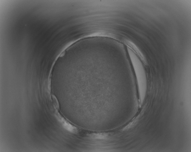 X0000082990900200702081831