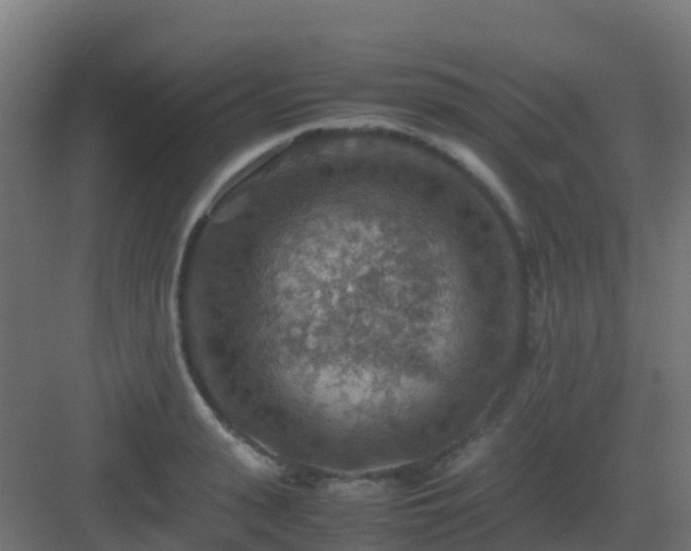 X0000082990943200702081830