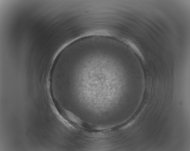 X0000082990944200702081831