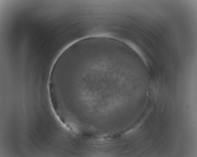 X0000082990959200702081831