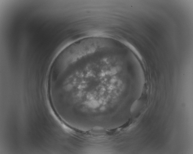 X0000082991007200702081829