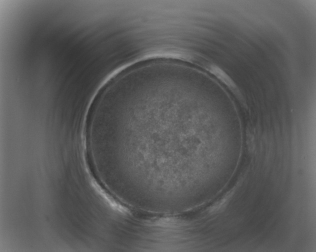 X0000082991028200702081829