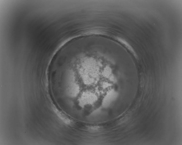 X0000082991031200702081829