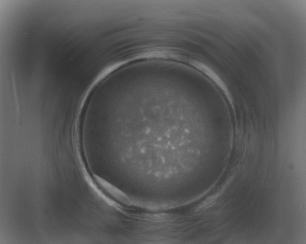 X0000082991045200702081829