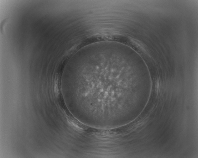 X0000082991060200702081828