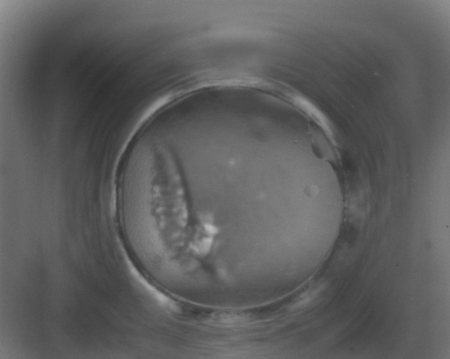 X0000082991095200702081828