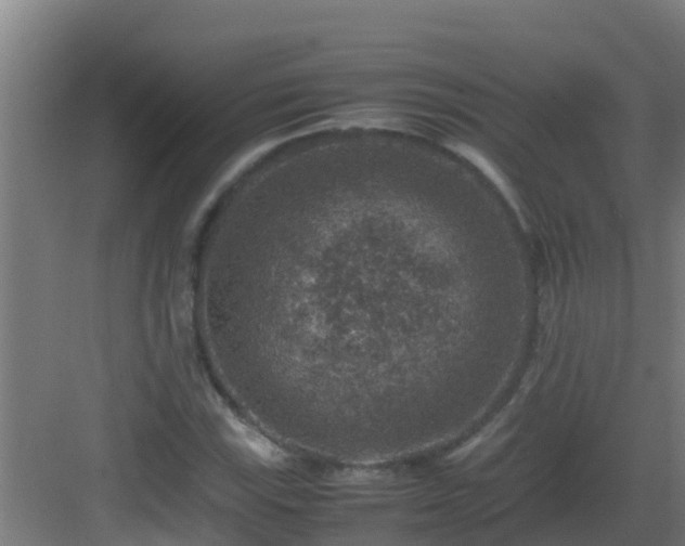 X0000082991115200702081827