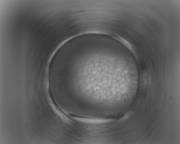 X0000082991132200702081827