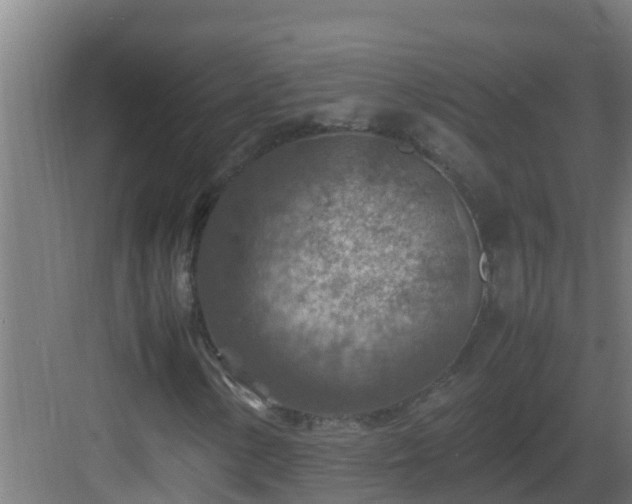 X0000082991154200702081827