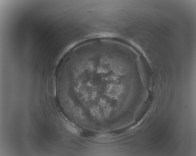 X0000082991171200702081826