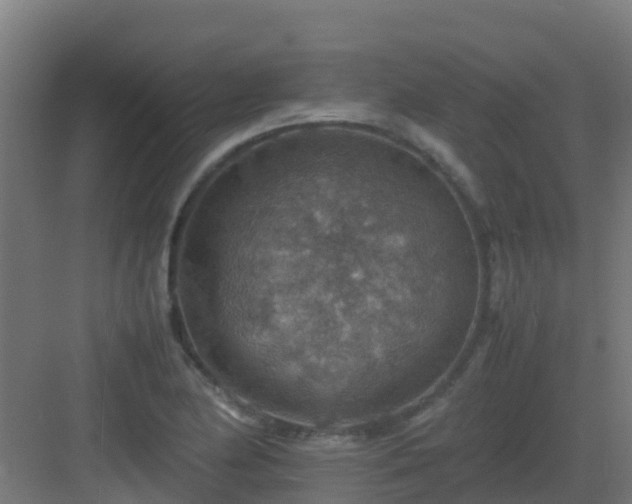 X0000082991174200702081826