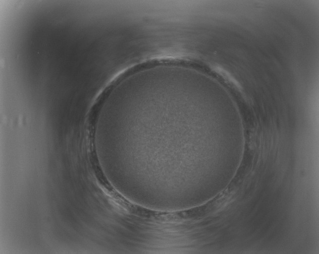 X0000082991208200702081825