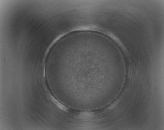 X0000082991224200702081826