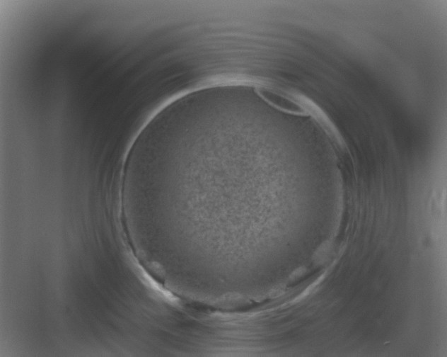 X0000082991244200702081826