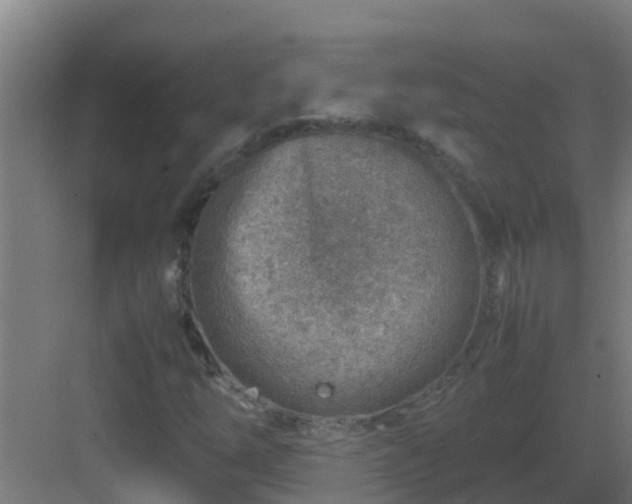 X0000082991254200702081825