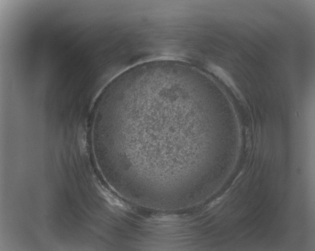 X0000082991260200702081825