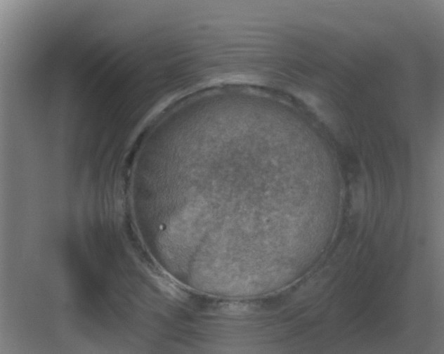 X0000082991266200702081825