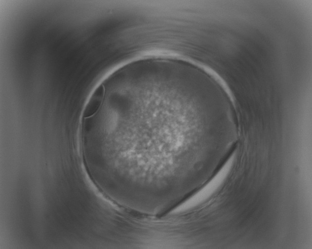 X0000082991295200702081824