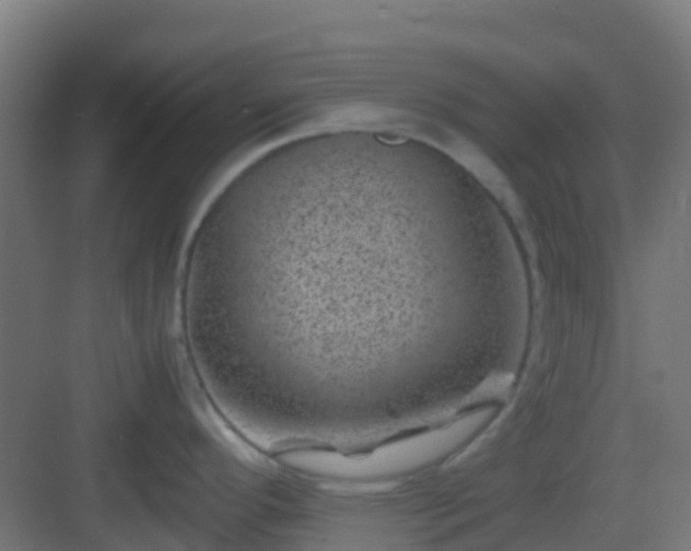 X0000082991296200702081824