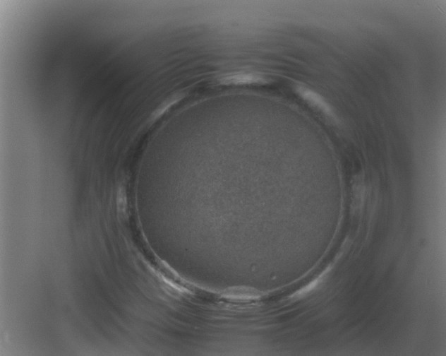 X0000082991305200702081824